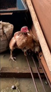 ヒナを雨から守るために傘になる母鶏