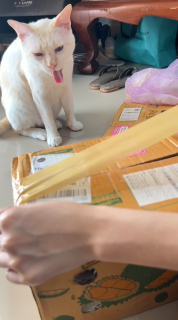 粘着テープの音が気持ち悪すぎる猫