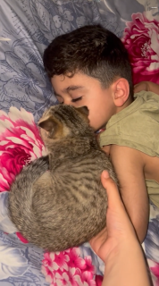 男の子のそばから離れたくない猫