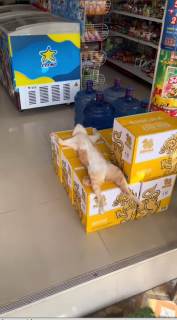 ビール箱の上で無防備な姿で眠る猫