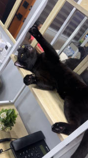 変な格好で微動だにせず寝る猫
