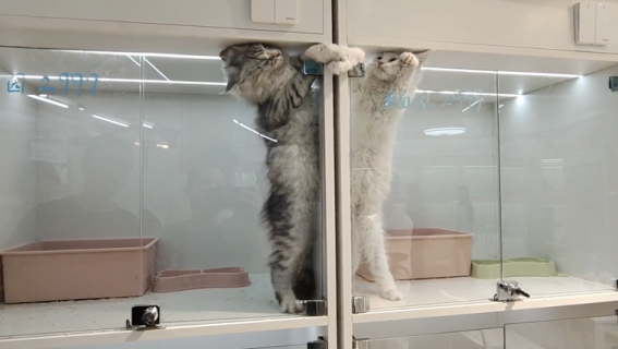 小さな隙間から猫パンチの応酬