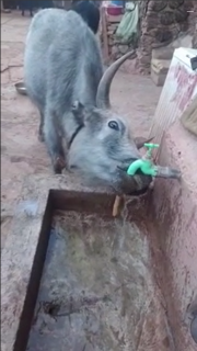 蛇口をひねって水を飲む牛