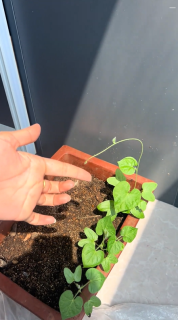 人間の指にキスをする植物？