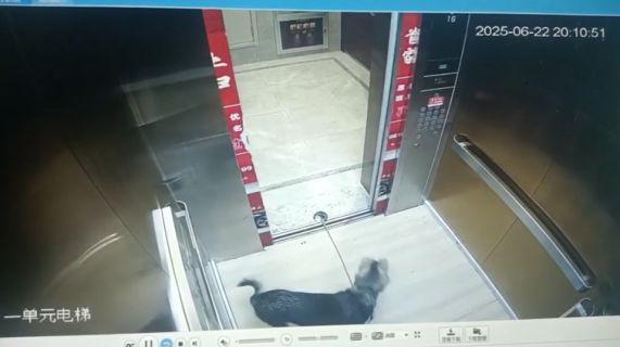 ドアにリードが引っかかった犬の機転