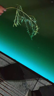 簡単すぎ！柳の枝で魚釣り