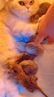 子猫に触らないようやさしく注意する母猫
