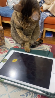 獲物を捕らえたはずなのに…な猫