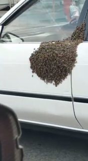 蜂の群れを連れたまま車を走らす運転手