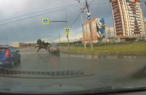 轢いた人もびっくり！道を横断する馬