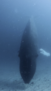 垂直になって歌うクジラ