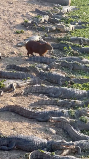 ワニの群れの中を進むカピバラ