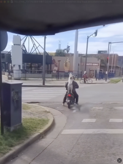 バイクに自分で乗り込む犬