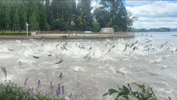 なぜ？水面から飛び出す大量の魚