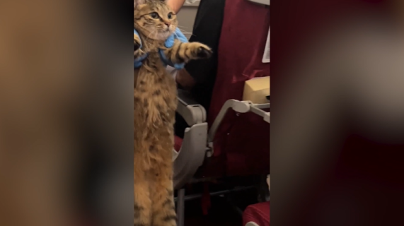 CAさんに捕まった猫