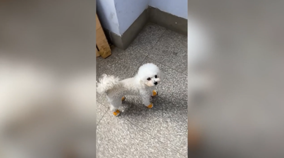 二本足で階段を下りる犬