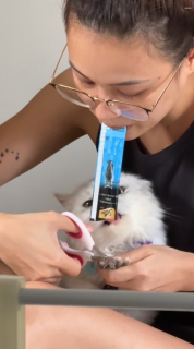 猫の爪切りを簡単にする方法