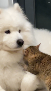 犬のもこもこの毛に顔を埋めるのが大好きな猫