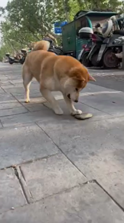 散歩中に見つけた石で滑って遊ぶ犬