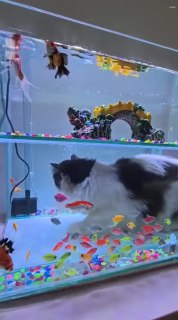 水槽の中に入っちゃった猫！？