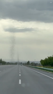 道路の白線の上に列をなす虫の大群