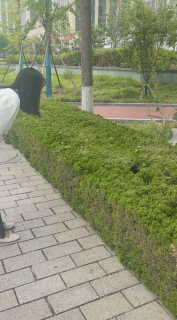 呼びかけに応じて顔を出す猫