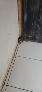 ほんの小さな隙間から出てくる子猫