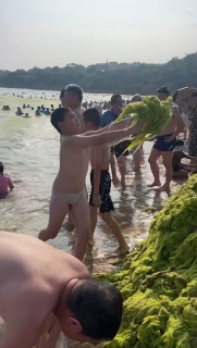 海水浴どころではない大量の海藻