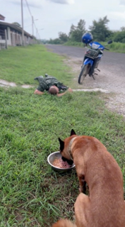 軍用犬もやっぱり食欲には勝てなかった