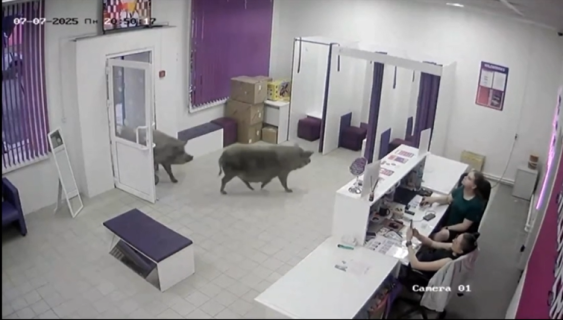 美容クリニックにブタが来店