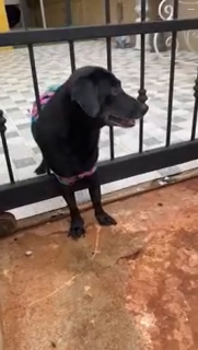 結局自力で脱出した犬