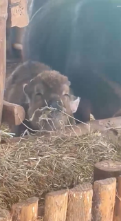 眠りながら食べる子牛