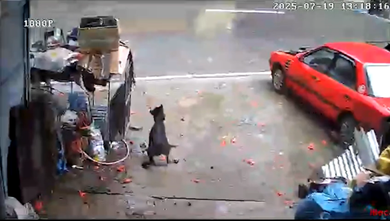 30トンの岩から無事に逃げていた犬