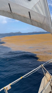 海藻が原因で海の色が途中でオレンジ色に