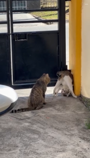 相手を混乱させるポーズをとる猫
