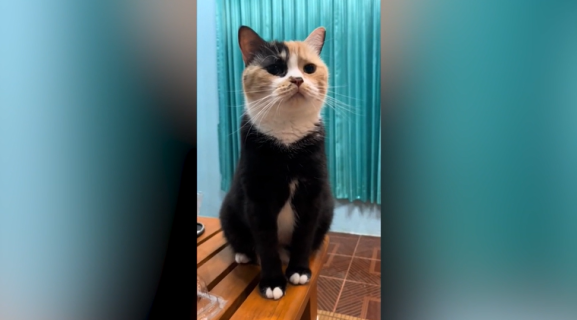 黒スーツを着ているみたいな猫