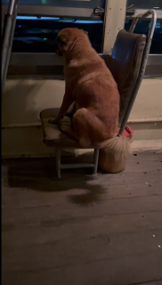友達を連れて慣れた様子でバスの座席に座る犬