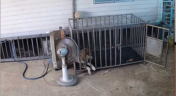 突然扇風機が壊れるもケージのおかげで無事の犬