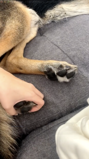 足を触れるのが嫌な犬