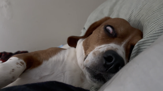 目が開いた状態で眠る犬