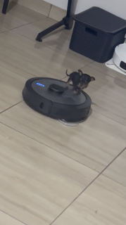 お掃除ロボットの上に器用に乗る小さな犬