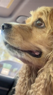 公園にいるリスを見て興奮して震える犬