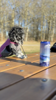 器用にゴムを飛ばして空き缶を倒す犬