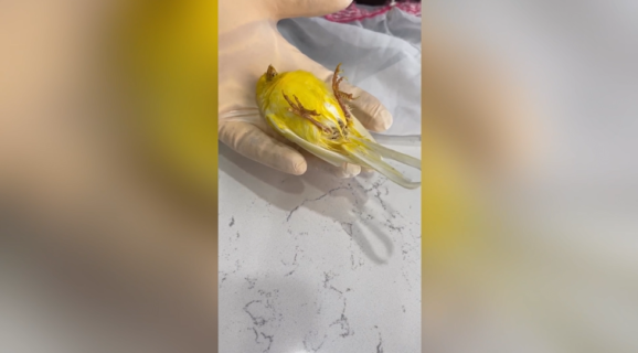 診察中に死んだふりをするカナリア