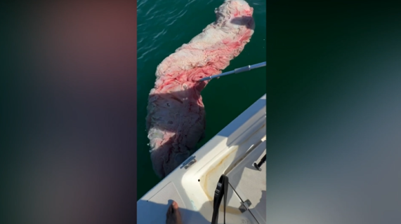海で見つけた珍しいものは…クジラの胎盤