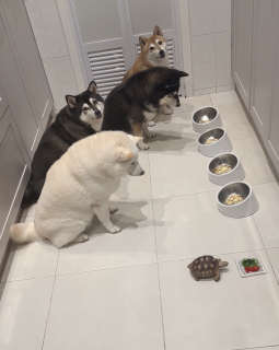 亀を待って食べ始める犬たち