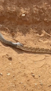 蛇が蛇を捕食