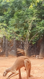 木に挟まったカンガルーの脱出劇