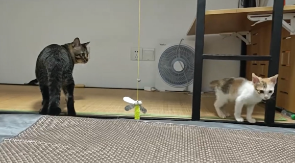 兄弟猫に飛びつこうとした子猫が落下