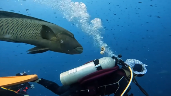 本物の餌と勘違いした魚